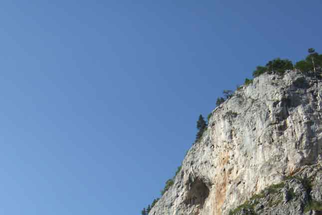 blue sky mountain view with fir tree