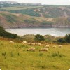 Seaside hilss with sheep in South Wales