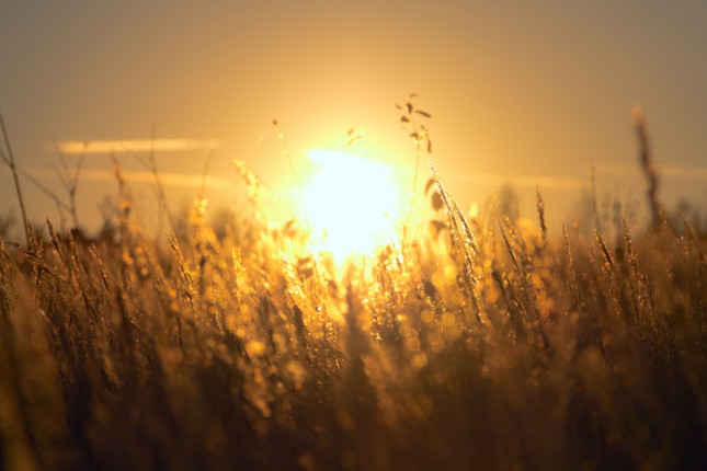 Vitamin D. Image: Sunshine over field (c) Pawel Maryanov