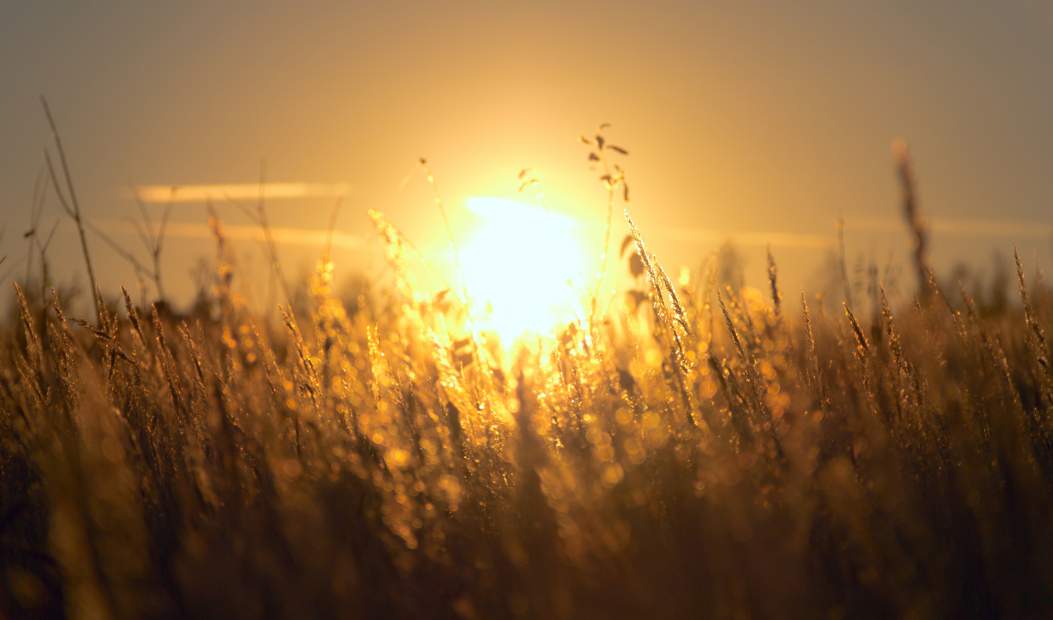 Vitamin D. Image: Sunshine over field (c) Pawel Maryanov