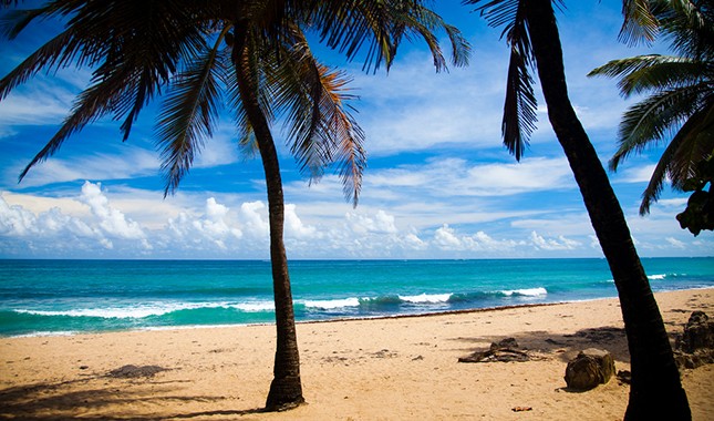 November retreats: palm trees on a beach © Breezy Baldwin