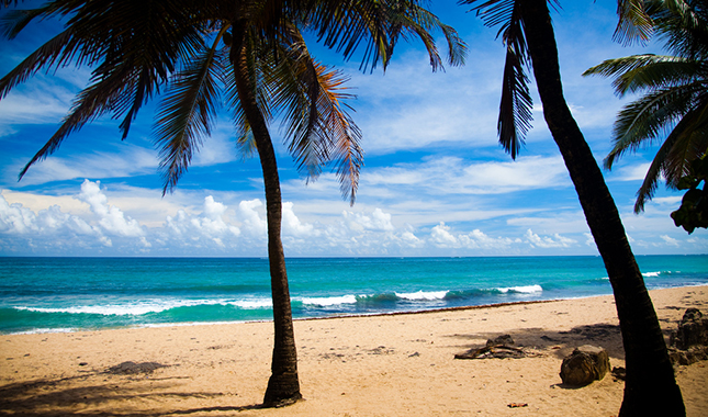 November retreats: palm trees on a beach © Breezy Baldwin