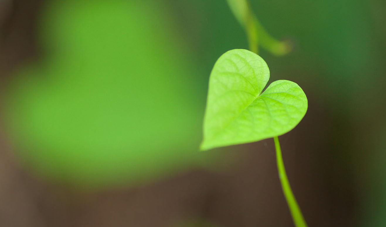 Permalink to Give a little love with a Valentine’s wellbeing retreat Valentine's wellbeing retreat: Image by Vinoth Chandar