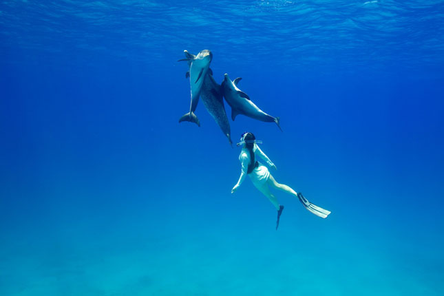 swimming with dolphins in the Bahamas with WildQuest