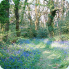 Bluebell wood in Wales