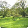 Gardens at Ayurveda and Detox Retreats in Wales
